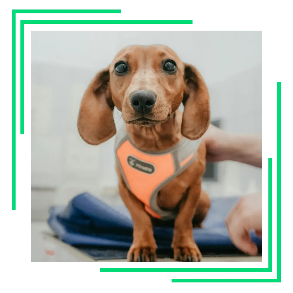 Beltempo Veterinary Centre Your Pets Happy Dog Beltempo Veterinary Centre Your Pets Happy Dog