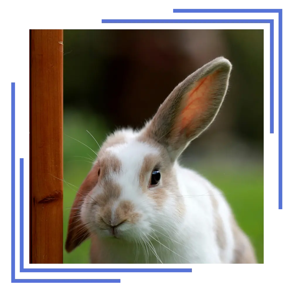 Beltempo Veterinary Centre About Us Bunny Beltempo Veterinary Centre About Us Bunny