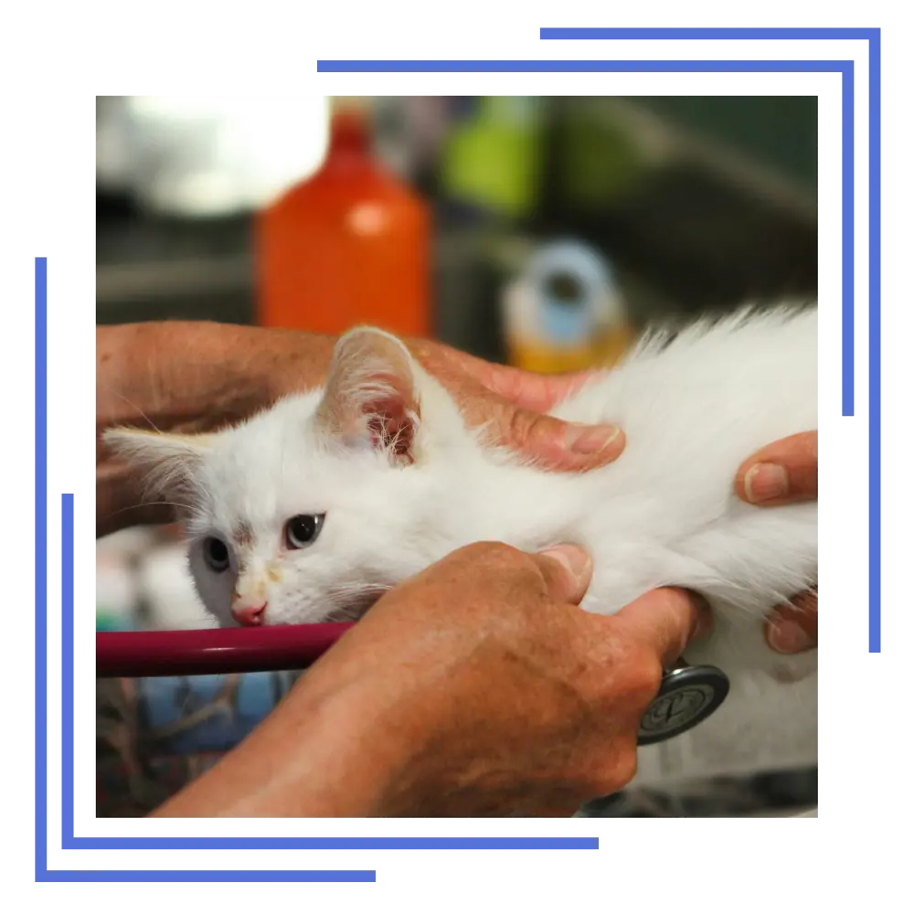 Beltempo Veterinary Centre Our Services Cat Check Up