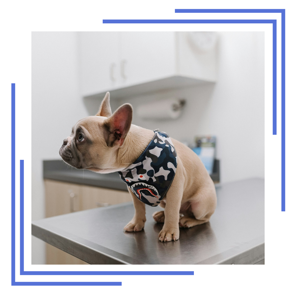 our-product-range-beltempo-veterinary-centre