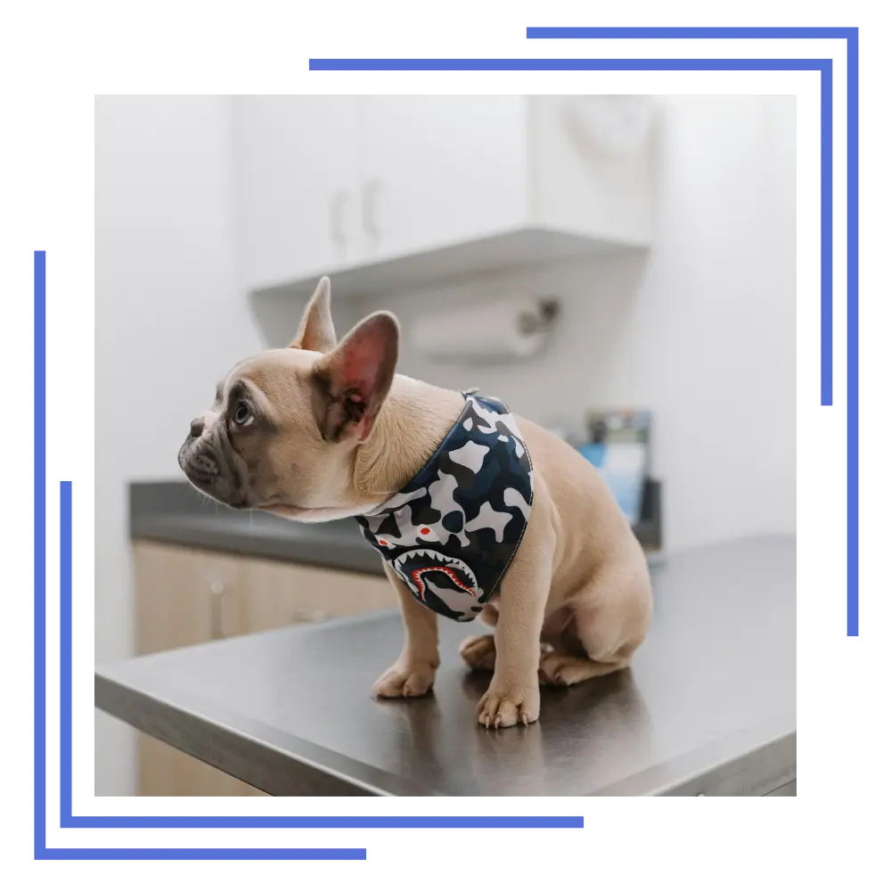 Beltempo Veterinary Centre Product Range Curious Dog Beltempo Veterinary Centre Product Range Curious Dog