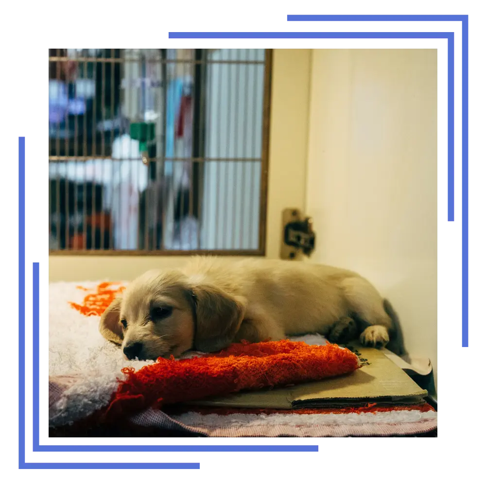 Beltempo Veterinary Centre Your Pets Sleepy Dog Beltempo Veterinary Centre Your Pets Sleepy Dog