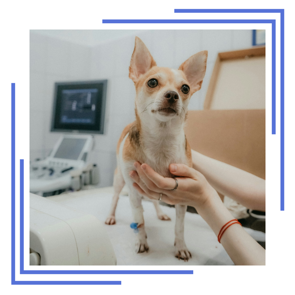beltempo-premium-pet-plan-beltempo-veterinary-centre