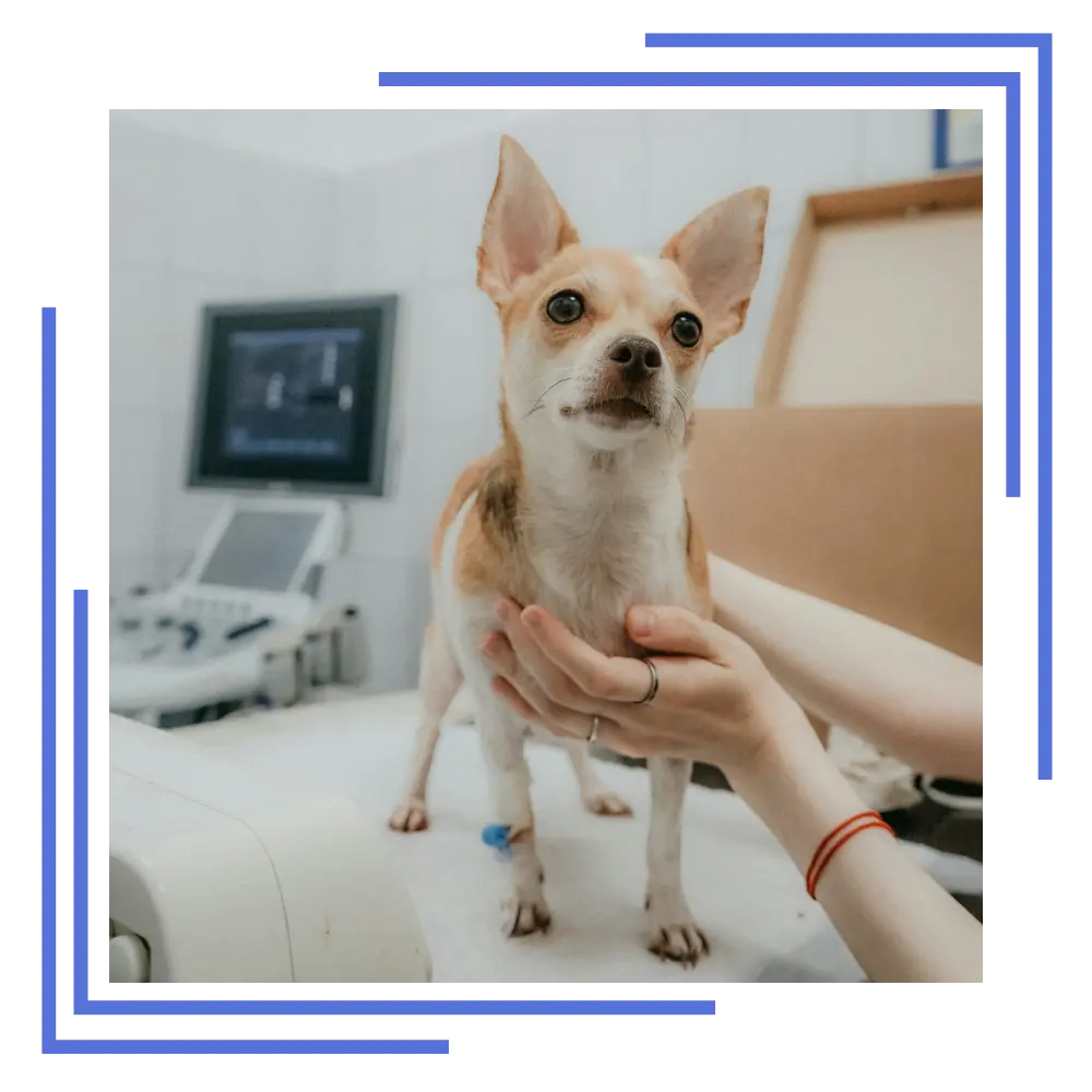 Beltempo Veterinary Centre Premium Pet Plan